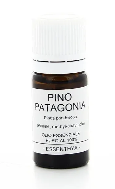 Pino della Patagonia