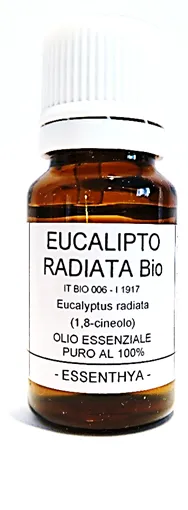 Eucalipto radiata BIO