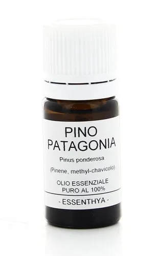 Pino della Patagonia