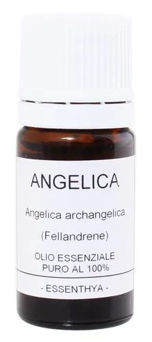 Angelica