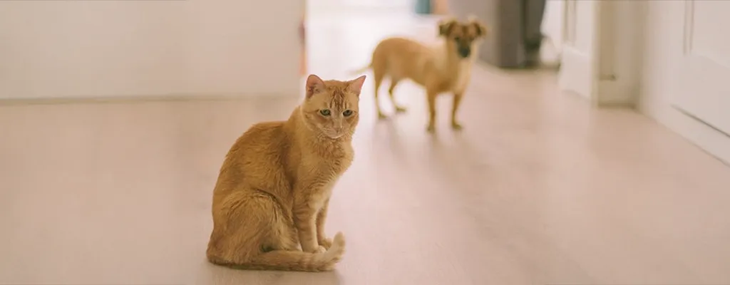 cane e gatto