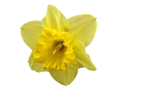 OLIO ESSENZIALE DI NARCISO