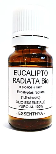 Eucalipto radiata BIO
