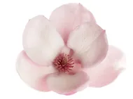 Olio essenziale di Magnolia