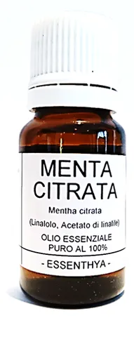 Menta Citrata o Limone