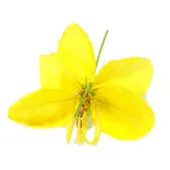 Cassia