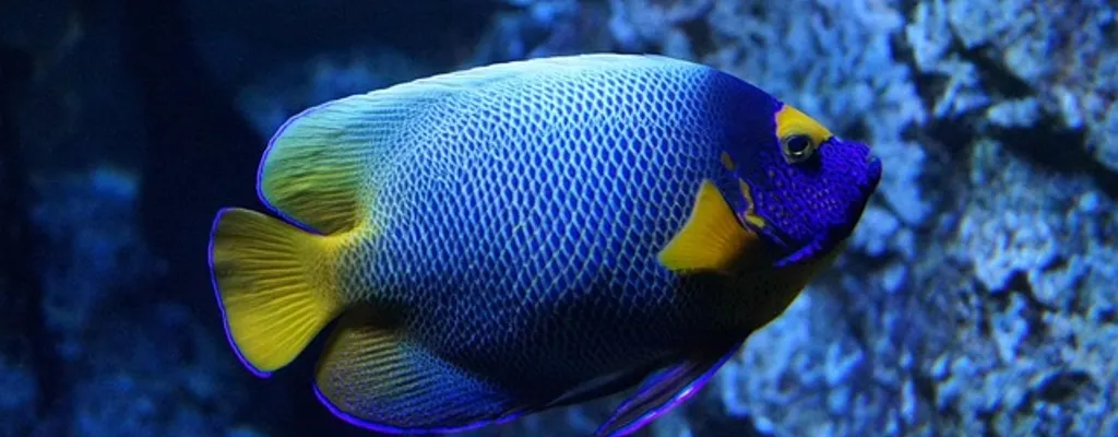 pesce