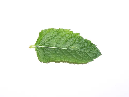 Acqua di Menta BIO