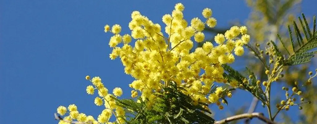 mimosa