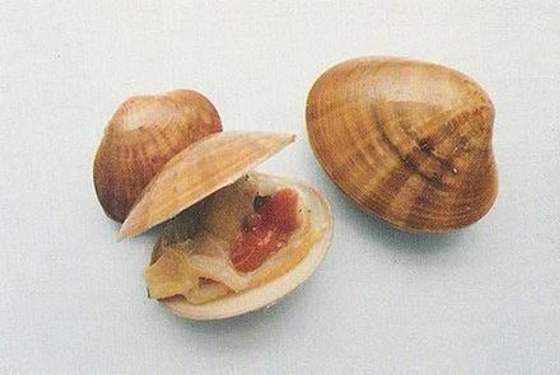 440px-800px-Fasolaro